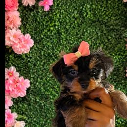 DIOR - Black and tan female Yorkshire Terrier puppy in New Orleans, Louisiana from ROYAL PAWS