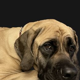 Mastiff Puppies from Eagle Pond Mastiffs