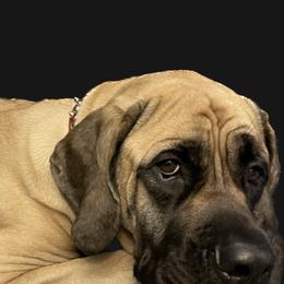 Mastiff Puppies from Eagle Pond Mastiffs