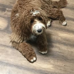 Goldendoodle and Poodle Puppies from Gloriasgoldendoodles