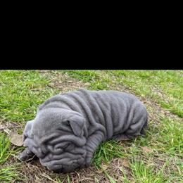 Chinese Shar-Pei Puppies from Ola & Olivia's Shar Pei