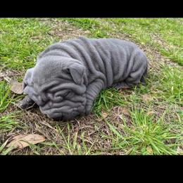 Chinese Shar-Pei Puppies from Ola & Olivia's Shar Pei