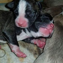 American Pit Bull Terrier Puppies from Kaotic APBTs