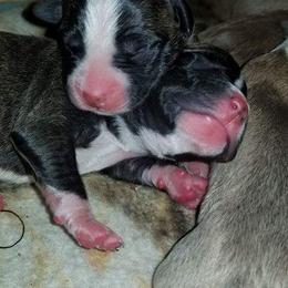 American Pit Bull Terrier Puppies from Kaotic APBTs