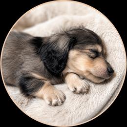 Koda - Dapple male Dachshund puppy in Proctor, Montana from Blue Star Dachshunds