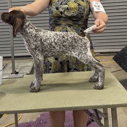 Girl 1 - Liver and white female German Shorthaired Pointer puppy in Bryan, Texas from Ehrenvogel and Bessdach Kennels