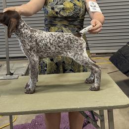 Girl 1 - Liver and white female German Shorthaired Pointer puppy in Bryan, Texas from Ehrenvogel and Bessdach Kennels