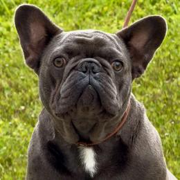 OSBOURNE - French Bulldog