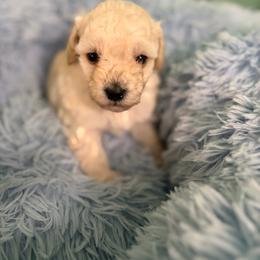 Prissy - Cream female Poodle puppy in Brandenburg, Kentucky from Paradise Poodles