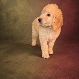 Muzick - Goldendoodle