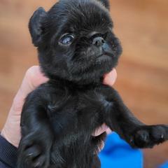 Boy 1 - Black male Brussels Griffon puppy in Fyffe, Alabama from BamaBrussels