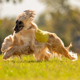 Afghan Hounds from Unseelie Hounds