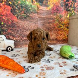 Paxton - Red  male Poodle puppy in Lebanon, Missouri from Perkins Pups