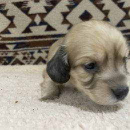 Gray collar boy - Cream male Dachshund puppy in Bullard, Texas from Mimidachs of Texas
