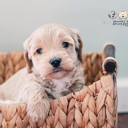 Bernedoodle and Goldendoodle Puppies from Hommel’s Mini Darling Doodles