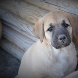 Purple - Fawn female Anatolian Shepherd Dog puppy in Clark, Wyoming from Fyne Acres