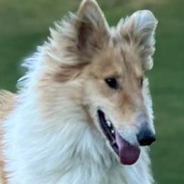 Collies from Rustic ridge collies