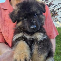 Liberty - Black and red male German Shepherd puppy in Columbus, Indiana from Stony Lonesome GSD