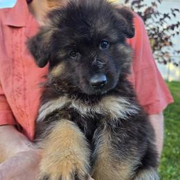 Liberty - Black and red male German Shepherd puppy in Columbus, Indiana from Stony Lonesome GSD