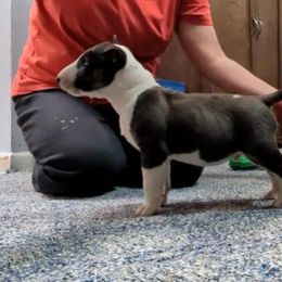 Bull Terrier Puppies from Bulls On Parade