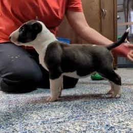 Bull Terrier Puppies from Bulls On Parade
