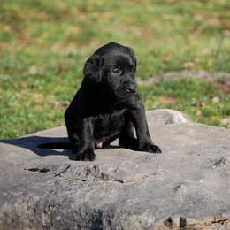 Raven - Black female Labrador Retriever puppy in Buffalo Valley, Tennessee from Buffalo Valley Breeders