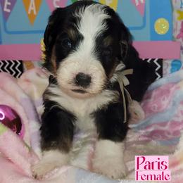 Paris - Tri-color female Bernedoodle puppy in Beecher, Illinois from Erica’s Doodles