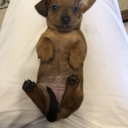 Girl 1 - Chocolate Dachshund puppy in Baton Rouge, Louisiana from Carmen Coon's Dachshunds