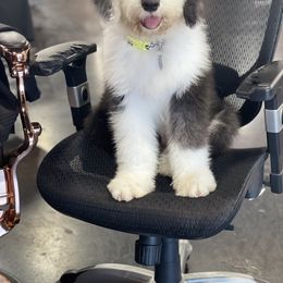 Sheepadoodle Puppies from Bns Sheepadoodles ( F1b reverse OES)
