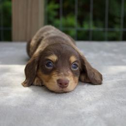 Lightning - Chocolate and tan male Dachshund puppy in Excel, Alabama from CJ’s Little Palace