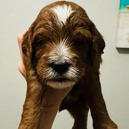 Jolly - Red  male Goldendoodle puppy in Bradenton, Florida from Christianna’s Mini Goldendoodles