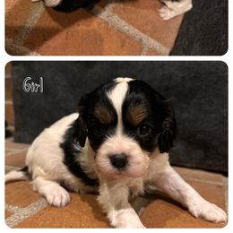 Cavapoo Puppies from Clark Hill Farm