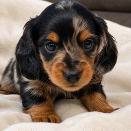 Beaumont - Black and tan male Dachshund puppy in Salem, Oregon from Longdox Mini Dachshunds