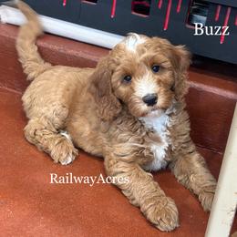 Buzz - Apricot male Goldendoodle puppy in Milford, Indiana from Railway Acres Kennel