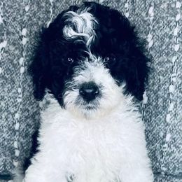 Aussiedoodles and Goldendoodles from Hot Springs Kennels