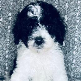 Aussiedoodles and Goldendoodles from Hot Springs Kennels