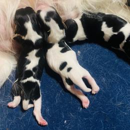 Boy 1 - Cavalier King Charles Spaniel puppy from Solheimar