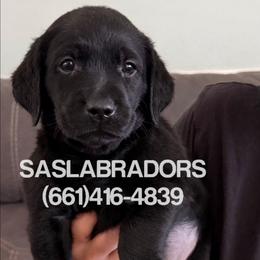 Girl 1 - Black female Labrador Retriever puppy in Palmdale, California from Sweet As Sugar Labradors