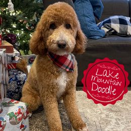 Gracie - Labradoodle