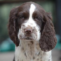 Roxanne - Liver and white female English Springer Spaniel puppy in Central, South Carolina from SarMel