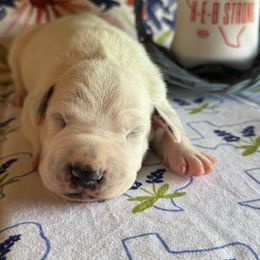 Male picking spot 2 - White and black male Dalmatian puppy in Hawkins, Texas from Snow Dalmatians