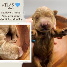 Atlas - Red  male Goldendoodle puppy in Hilton, New York from The House of Goldendoodle