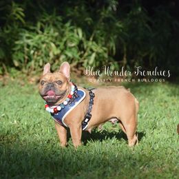 Sabrina - French Bulldog