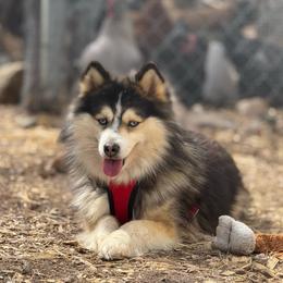 Huxley - Pomsky