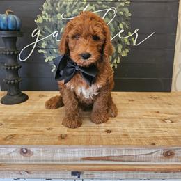 Black collar male - Red  male Goldendoodle puppy in Haughton, Louisiana from Bailey’s Cajun Canines