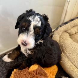 Beaver Moon - Tri-color male Bernedoodle puppy in Henrico, Virginia from Paws 4 Doodles, LLC
