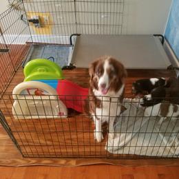 Australian Shepherd Puppies from Covenant View Farm Australian Shepherds