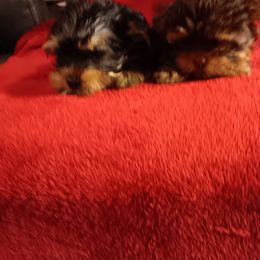 Yorkshire Terrier Puppies from Animal House