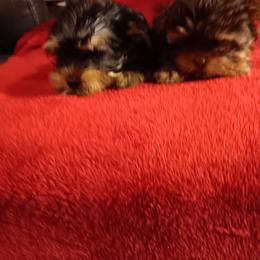 Yorkshire Terrier Puppies from Animal House