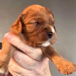 Garrett - Ruby male Cavalier King Charles Spaniel puppy in Lambertville, Michigan from Dream Dog LLC